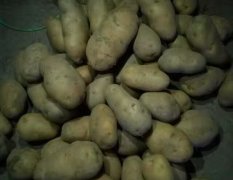通许大量荷兰十五土豆上市0.55元。