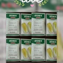 山东莱阳韩国黄心娃娃白菜种子金福玉热销上市
