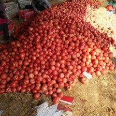 费县西红柿现已大量上市