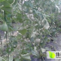 山东莘县香瓜、甜瓜、千禧圣女果