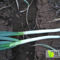 安丘凌河裴磊2月铁杆大葱