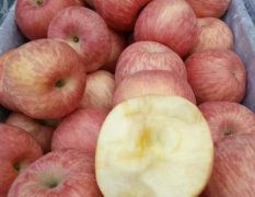 大荔冷库红富士膜袋苹果走货量不是很大