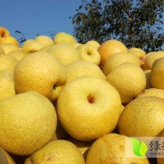 今年我个人认为酥梨的行情不是很乐观