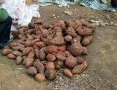 南阳唐河，地窖红薯大量出售，可做红薯种，