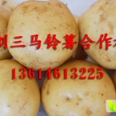 黑龙江讷河延薯四号尤金885种子