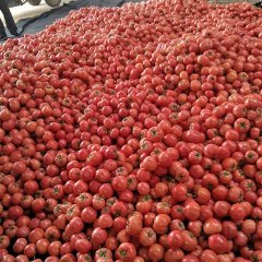 2017费县西红柿 本地万亩西红柿