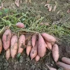 藁城红薯口感爽口,常安王大林诚信合作