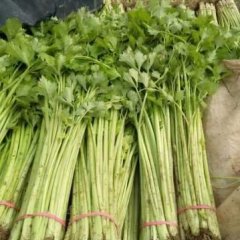 阳谷芹菜品质优良,七级黄理财诚信合作