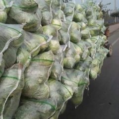 西昌v甘蓝大量上市期，价格便宜