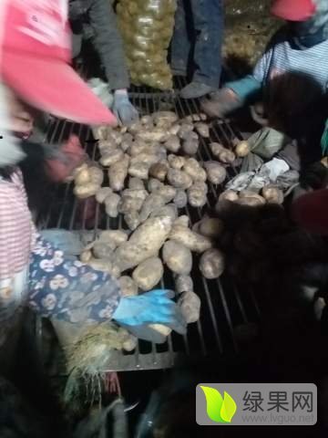 2017年黑龙江北林荷兰十五价格