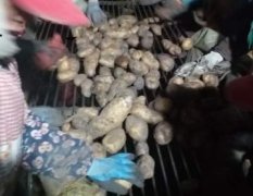 黑龙江出售大量马铃薯种子及商品薯