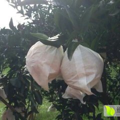 四川蒲江丑柑柑橘质量上乘