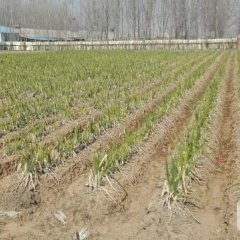 2017滕州多年的大葱种植经验，大葱品质好
