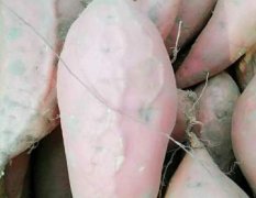 廊坊市安次区葛渔城镇景尔头村红薯种植基地