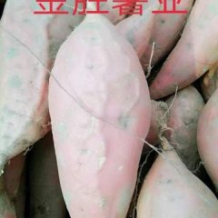 廊坊市安次区葛渔城镇景尔头村红薯种植基地