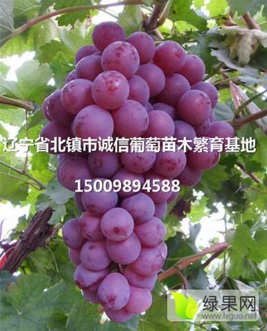 2017年辽宁北镇红提葡萄苗价格