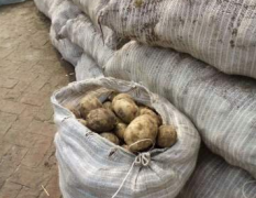 内蒙荷兰十五马铃薯种（1.2元/斤）