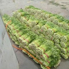 2017山东省禹城市万亩芹菜基地！