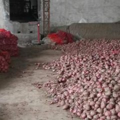 山东金乡红皮洋葱绿色无公害