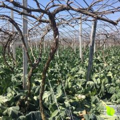 慈溪菜花10万斤的菜花上市, 个头均匀