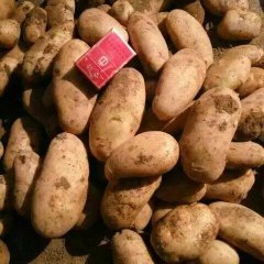 武川土豆何去何从,中营邓喜喜诚信合作