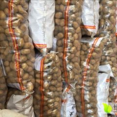 金果果蔬：主营迷你小土豆、小洋芋