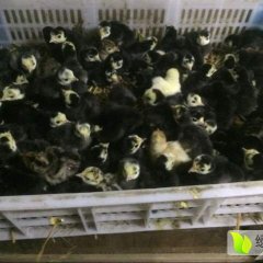 江苏省军曼农业火鸡