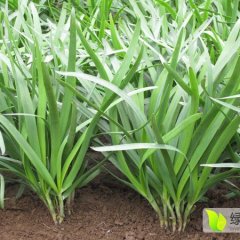 河南尉氏平韭6号韭菜产销两旺