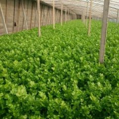 济阳县崔寨镇玻璃翠芹菜