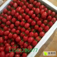 山东千禧圣女果大批上市