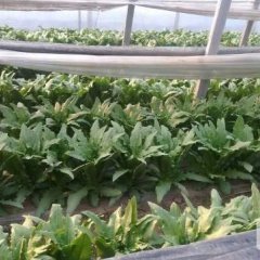 青州本地区大量优质莴苣即将上市