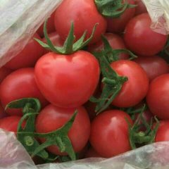 中国蔬菜第一县，莘县圣女果