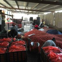 莘县燕店王立胜2月千禧圣女果