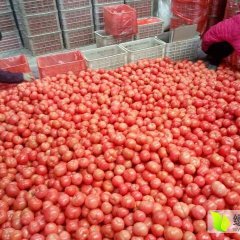 任城西红柿 济宁最大的西红柿基地