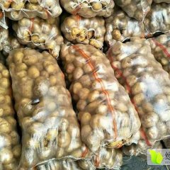 武川县红土地优质克心大量出库中