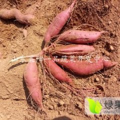 莱阳高系14号红薯苗