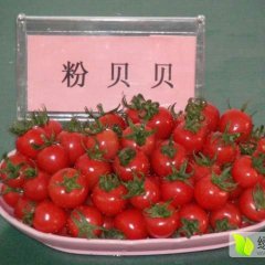 供应樱桃西红柿千禧果粉贝贝6号基地小番茄
