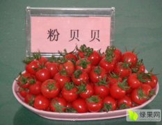 供应樱桃西红柿千禧果粉贝贝6号基地小番茄