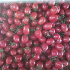 莘县西红柿名优产品