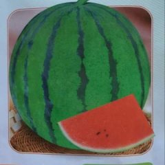 河南西瓜种子丨改良盈克丨商丘西瓜种子