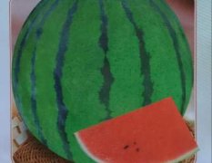 河南西瓜种子丨改良盈克丨商丘西瓜种子