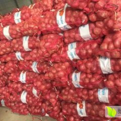 金乡巨野洋葱，代购代销，专业加工出口各种洋