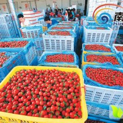 陵水光坡邱国志2月千禧圣女果