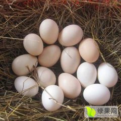 临朐常年供应散养土鸡蛋，小型农家院散养