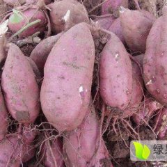 尉氏庄头镇商薯19红薯 沙地，种红薯非常好