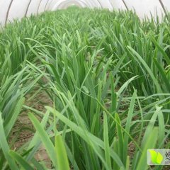 2017尉氏韭菜苗壮,叶片宽厚墨绿色