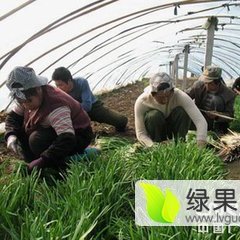 凌海韭菜 韭菜种植基地优质韭菜