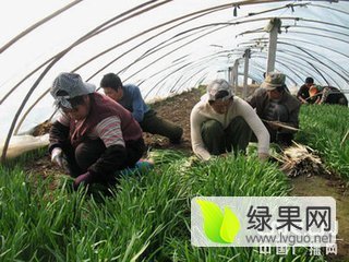 2016年辽宁凌海汉中韭王价格