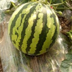 3月1日开始全面上市头批绿色无公害麒麟瓜