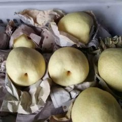 蒲城库存酥梨陆续出库中
